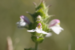 Bellardia trixago
