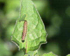 Zerynthia polyxena