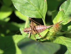 Pachytrachis gracilis