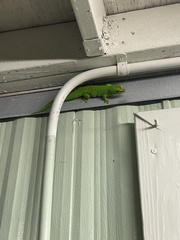Phelsuma grandis