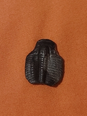 Trilobita