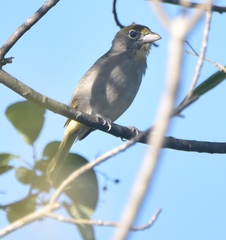 Piranga roseogularis