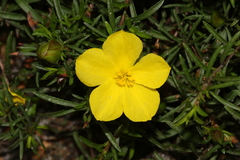 Hibbertia procumbens