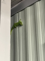 Phelsuma grandis