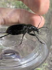Calosoma marginale