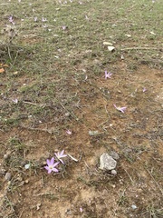 Colchicum filifolium