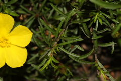 Hibbertia procumbens