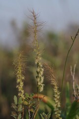 Holothrix burchellii
