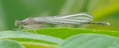 Zygoptera