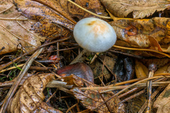 Inocybe pudica