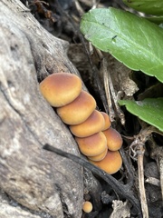 Flammulina velutipes