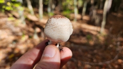 Lepiota