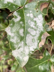 Erysiphe berberidis