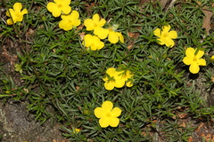 Hibbertia procumbens