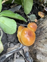 Flammulina velutipes