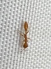 Pseudomyrmex pallidus