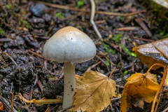Inocybe pudica