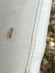 Pseudomyrmex pallidus