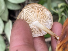 Flammulina velutipes