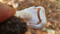 Lepiota