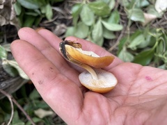 Flammulina velutipes