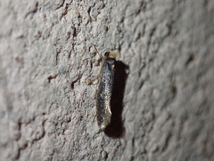 Monopis crocicapitella