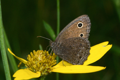 Cercyonis oetus charon