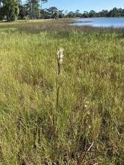 Andropogon glomeratus