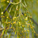Jointed Mistletoe - Photo (c) Cheng-Tao Lin, some rights reserved (CC BY), uploaded by Cheng-Tao Lin