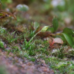 Brachydontium trichodes