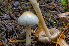 Inocybe pudica