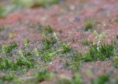 Brachydontium trichodes