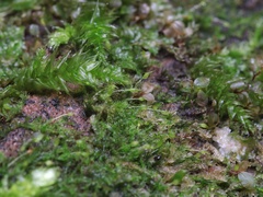 Brachydontium trichodes