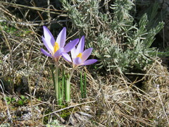 Crocus carpetanus