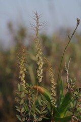 Holothrix burchellii