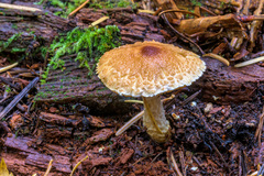 Lepiota magnispora
