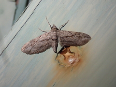 Eupithecia phoeniceata