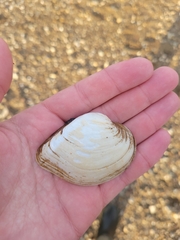 Truncilla truncata
