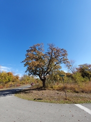 Quercus muehlenbergii
