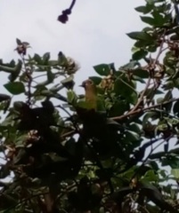 Eupsittula aurea