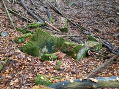 Brachydontium trichodes