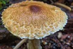Lepiota magnispora