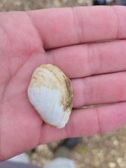 Truncilla donaciformis