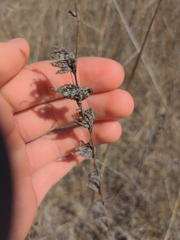 Stephanomeria virgata