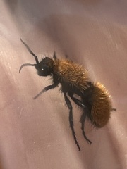 Dasymutilla bioculata