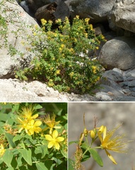 Hypericum hircinum