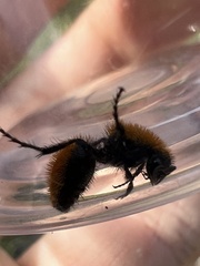 Dasymutilla bioculata