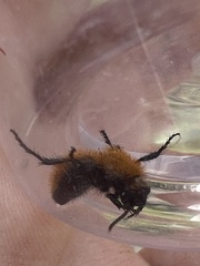 Dasymutilla bioculata