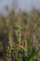 Holothrix burchellii