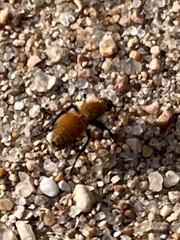 Dasymutilla bioculata